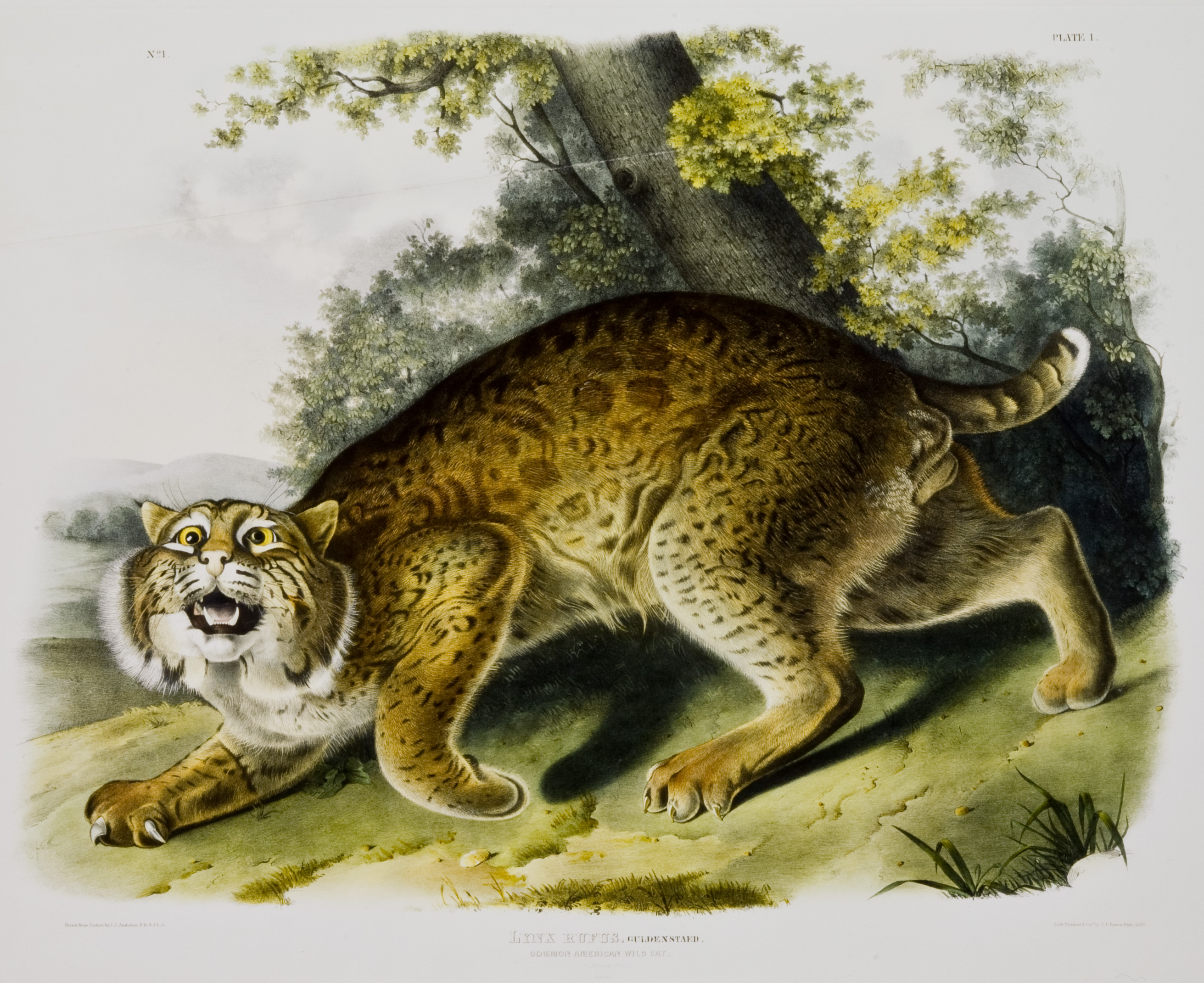 John James Audubon, Lynx Rufus. Guldenstaed. (Common American Wild Cat), 1842, hand-colored lithograph on paper. 97.37.11 F