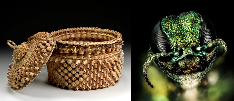 Left: Ornamental basket by Mohawk artist Mary Adams. National Museum of the American Indian. Right: Emerald Ash Borer head. Wikimedia Commons.